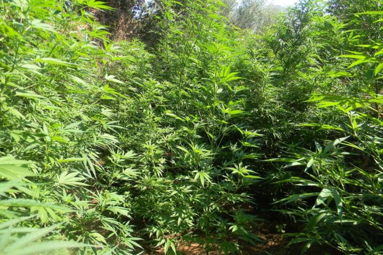Η χασισοφυτεία στην Αγιά θα τους απέφερε ποσό κοντά στα 25.000.000 ευρώ